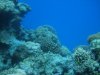 corals.JPG