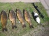 carp 1.jpg