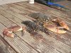 DSC09750.jpg