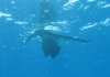 Orca_Catching_A_Breath.jpg