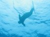 Orca_Starting_A_Dive.jpg