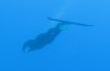 Orca_Cruising.jpg