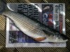 3lb 11 Mullet.jpg 3lb 11 Mullet.jpg