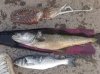 Pollack 9lbs,Bass 3lbs and a Cuttlefish of 4lbs 1oz....jpg