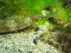 Pipefish.jpg