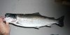 20100516_salmo01.jpg