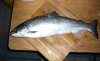 20100516_salmo02.jpg