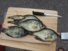 IMG_0284.jpg