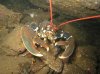 small lobster.jpg