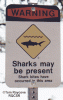 SharksMayBePresent.gif