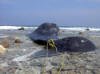unidentiedwhale.jpg