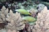 beaked leatherjacket1.jpg