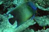 blue angelfish.jpg