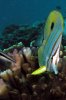 butterflyfish.jpg