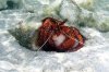 e crab7.jpg