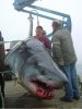 recordshark2500.jpg