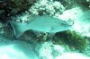 barcheeck trout.jpg