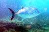 giant trevally.jpg