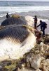 blue whale.jpg