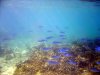 Reethi Rah House Reef 002.jpg