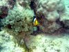 Reethi Rah House Reef 031.jpg