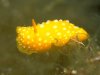 Phyllidia_flava_10.jpg