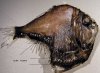 hatchetfish1.jpg