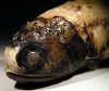 myctophid1.jpg