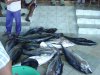 fishmarket1.jpg
