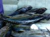 fishmarket2.jpg