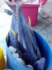 fishmarket3.jpg