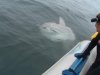 sunfish3.jpg