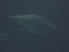 tuna.JPG