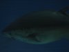 tuna2.JPG