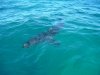Great White approaching boat.JPG