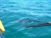 Great White approaching boat 2.JPG