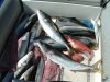 yellowtail catch.JPG