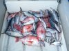 Red Stumpnose catch.JPG