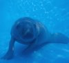 rafaunderwater.jpg