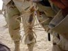 camel spider.jpg