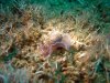 nudibranch1.jpg