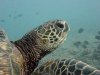 turtle_dp.JPG