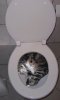Cat nap.jpg
