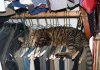 cat nap 2.jpg