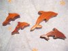 dolphin small.JPG