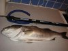 Dorset Bass 5.5lb.jpg