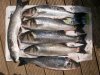 100_0233.jpg
