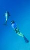 dolfin_fir_web.jpg