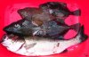 MyCatch1.jpg