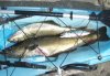 Fish..JPG